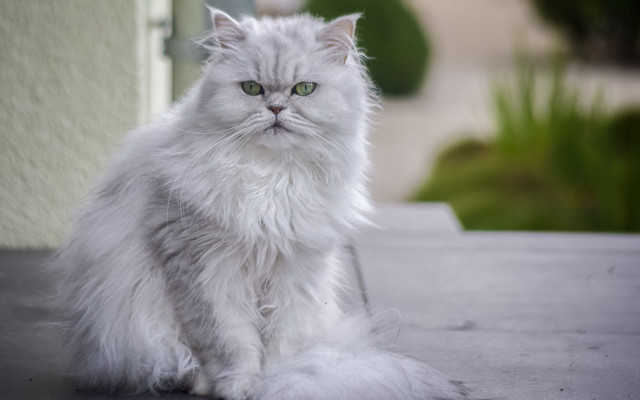 White cat table outside green free wallpaper for desktop - medium preview image