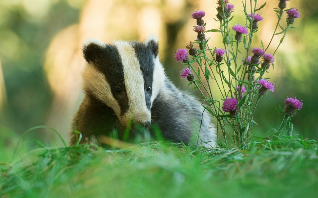 Badger purple flower field nature free wallpaper for desktop - medium preview image