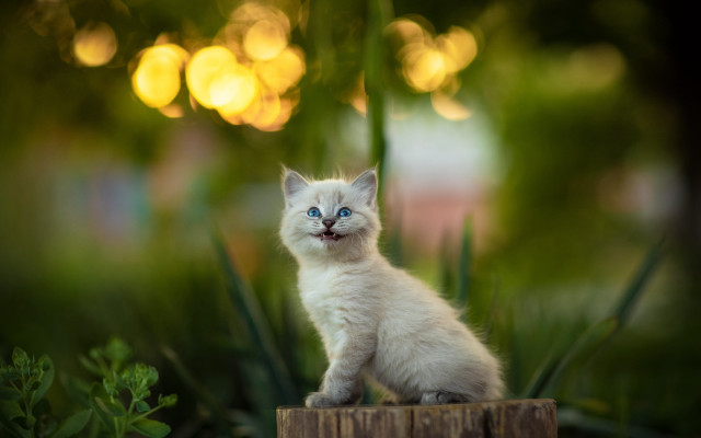 White kitten blue eyes wooden #2 free wallpaper for desktop - medium preview image