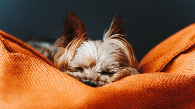 Small dog sleeping orange blanket free wallpaper for desktop - medium preview image