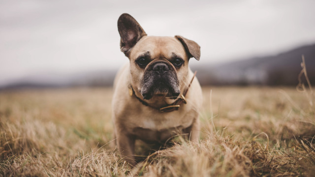 Dog sad look tall grass free wallpaper for desktop - medium preview image