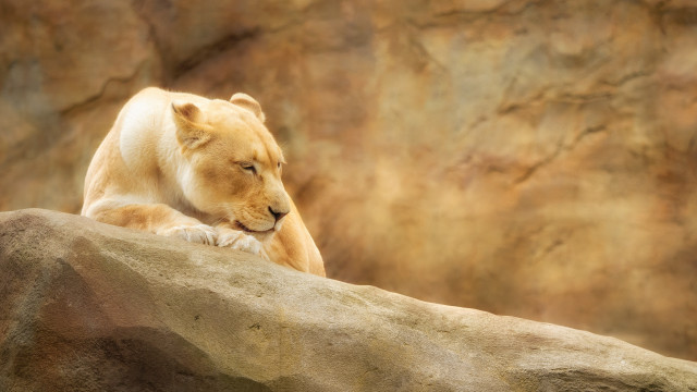 White lion resting rock zoo free wallpaper for desktop - medium preview image
