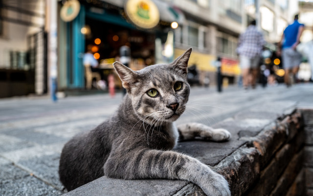 Cat ledge city street bokeh free wallpaper for desktop - medium preview image