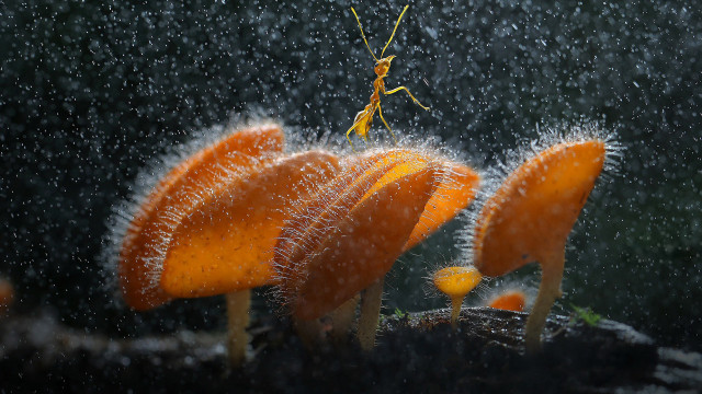 Praying mantis flower rain microscopic free wallpaper for desktop - medium preview image