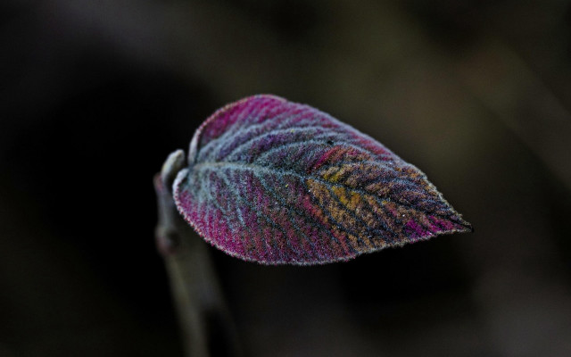 Leaf closeup holography macro saturated free wallpaper for desktop - medium preview image