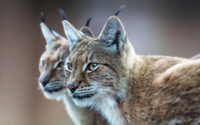 Lynx couple blurry animal photography free wallpaper for desktop - medium preview image