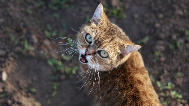 Cat toothy grin blue eyes free wallpaper for desktop - medium preview image