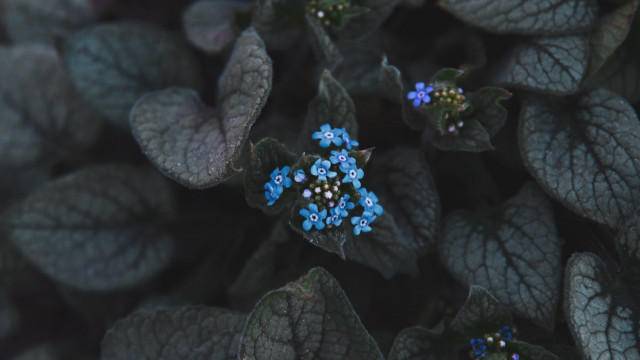 Blue flowers green plant dutch free wallpaper for desktop - medium preview image