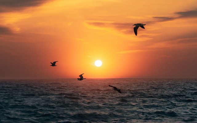 Birds ocean sunset flight sky free wallpaper for desktop - medium preview image