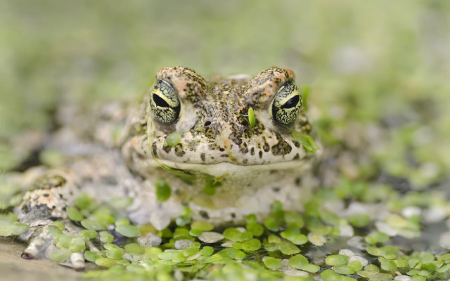 Frog green eyes rock water free wallpaper for desktop - medium preview image