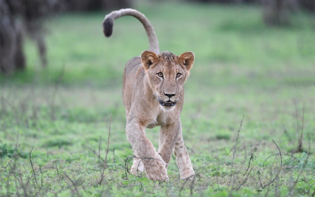 Lion grassy field trees forest free wallpaper for desktop - medium preview image