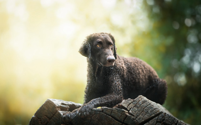 Dog log woods photorealistic animal free wallpaper for desktop - medium preview image