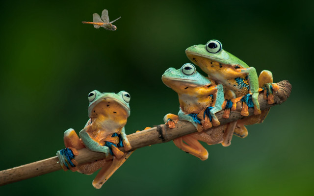 Three frogs branch dragon bird free wallpaper for desktop - medium preview image