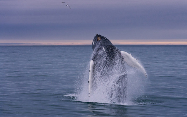 Gray whale jumping open mouth free wallpaper for desktop - medium preview image
