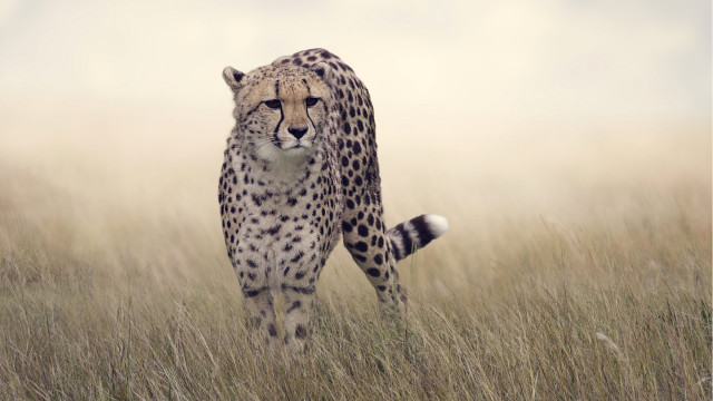 Cheetah field tallgrass wildlife puzzle free wallpaper for desktop - medium preview image