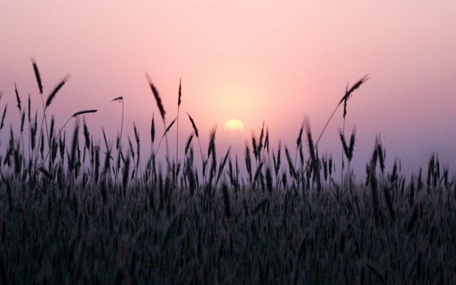 Sunset grass field pink sky free wallpaper for desktop - medium preview image