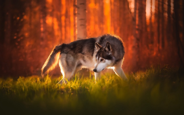 Wolf forest sunset redglow autumn free wallpaper for desktop - medium preview image