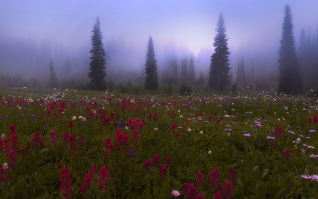 Flower field foggy mountains impressionist free wallpaper for desktop - medium preview image