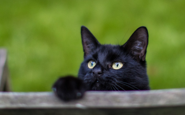 Black cat yellow eyes overledge free wallpaper for desktop - medium preview image