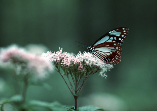 Butterfly sitting flower forest nature free wallpaper for desktop - medium preview image