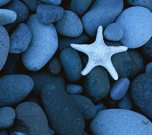 Starfish rocks gravel ocean water free wallpaper for tablet - medium preview image