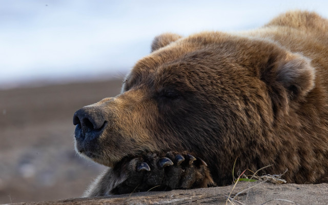 Brown bear dirt field forest #2 free wallpaper for desktop - medium preview image