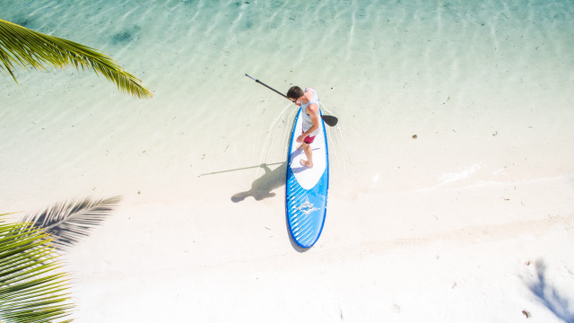 Paddleboard man beach palm ocean free wallpaper for desktop - medium preview image