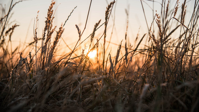 Sunset field grass mountains clouds free wallpaper for desktop - medium preview image