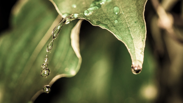 Green leaf water droplets macro #9 free wallpaper for desktop - medium preview image