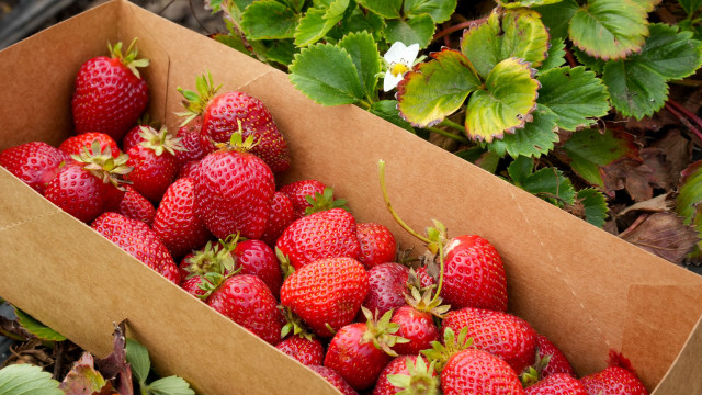 Eden box strawberries flower leaves free wallpaper for desktop - medium preview image