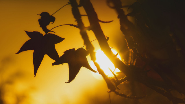 Plant leaves sunset backlighting autumn free wallpaper for desktop - medium preview image