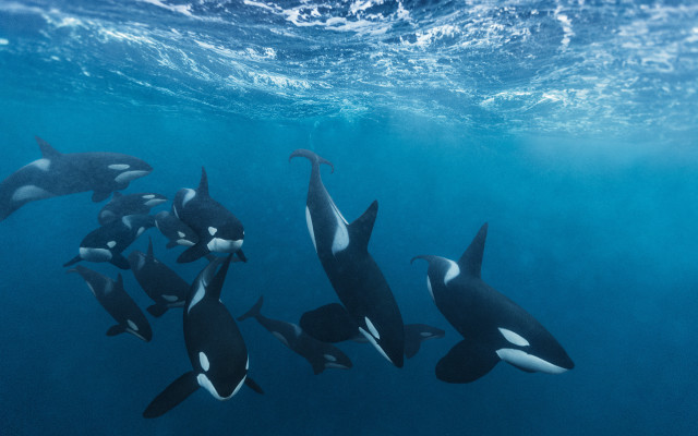Orca diver underwater ocean bubbles free wallpaper for desktop - medium preview image