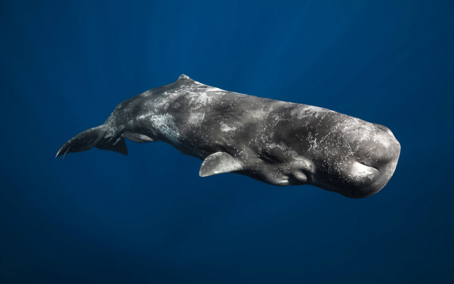 Large gray whale underwater rayonism free wallpaper for desktop - medium preview image