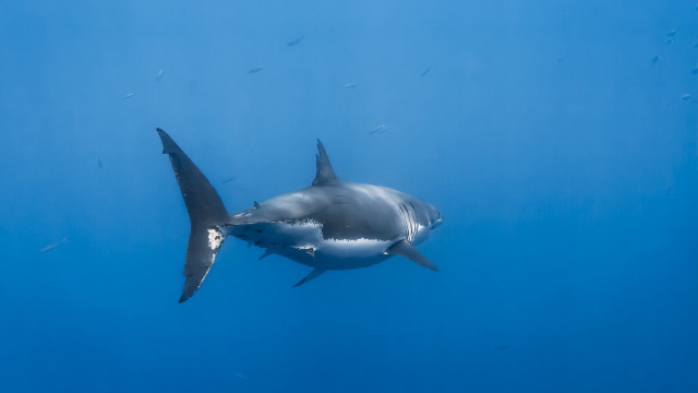 Great white shark fish arcade free wallpaper for desktop - medium preview image