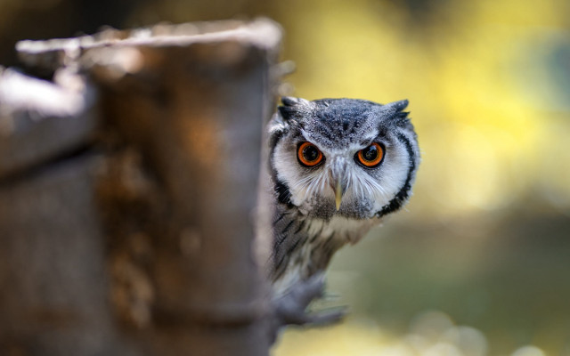 Small owl peeking tree trunk free wallpaper for desktop - medium preview image