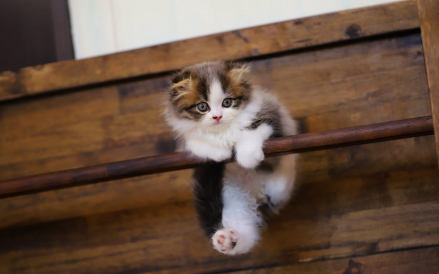 Curious kitten climbing wooden rail free wallpaper for desktop - medium preview image