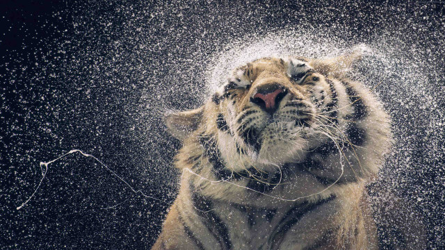 Tiger water droplets looking up free wallpaper for desktop - medium preview image