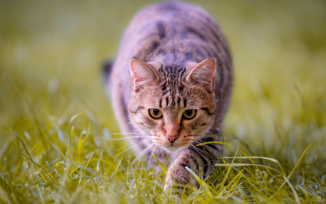 Cat walking grassy field blurry free wallpaper for desktop - medium preview image