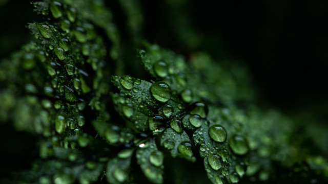 Water drops plant macro bokeh free wallpaper for desktop - medium preview image