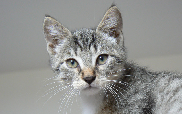 Cat gray striped blue eye free wallpaper for desktop - medium preview image