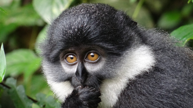 Monkey yellow eye bush leaf free wallpaper for desktop - medium preview image