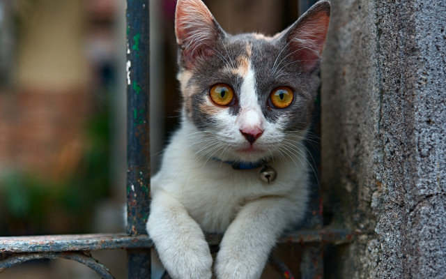 Black cat looking out gate free wallpaper for desktop - medium preview image