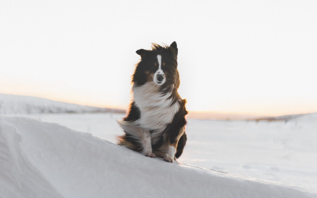 Dog snow hill sunset closed free wallpaper for desktop - medium preview image