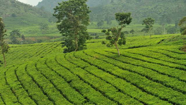 Lush green field trees mountains #2 free wallpaper for desktop - medium preview image