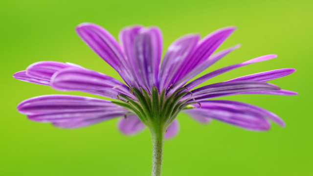 Purple flower green background blurry #3 free wallpaper for desktop - medium preview image