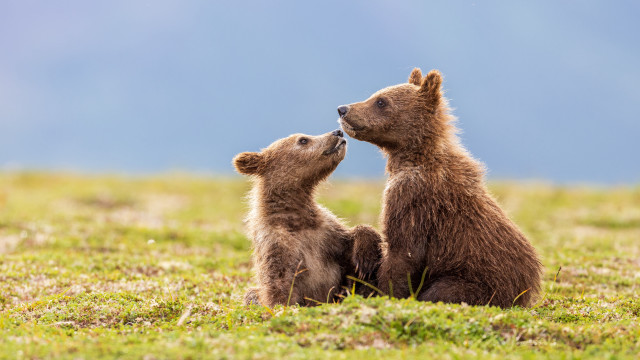 Brown bears grass field sunny free wallpaper for desktop - medium preview image