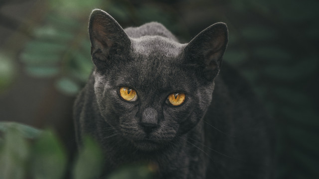 Black cat yellow eyes vanitas #5 free wallpaper for desktop - medium preview image