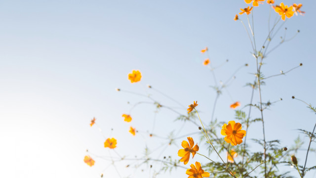 Yellow flowers blue sky green #3 free wallpaper for desktop - medium preview image