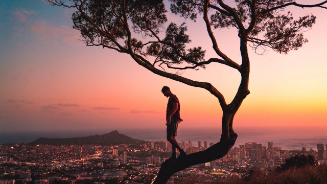 Man tree branch city sunset free wallpaper for desktop - medium preview image