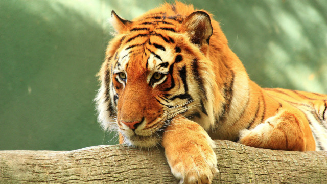 Tiger resting on branch zoo free wallpaper for desktop - medium preview image